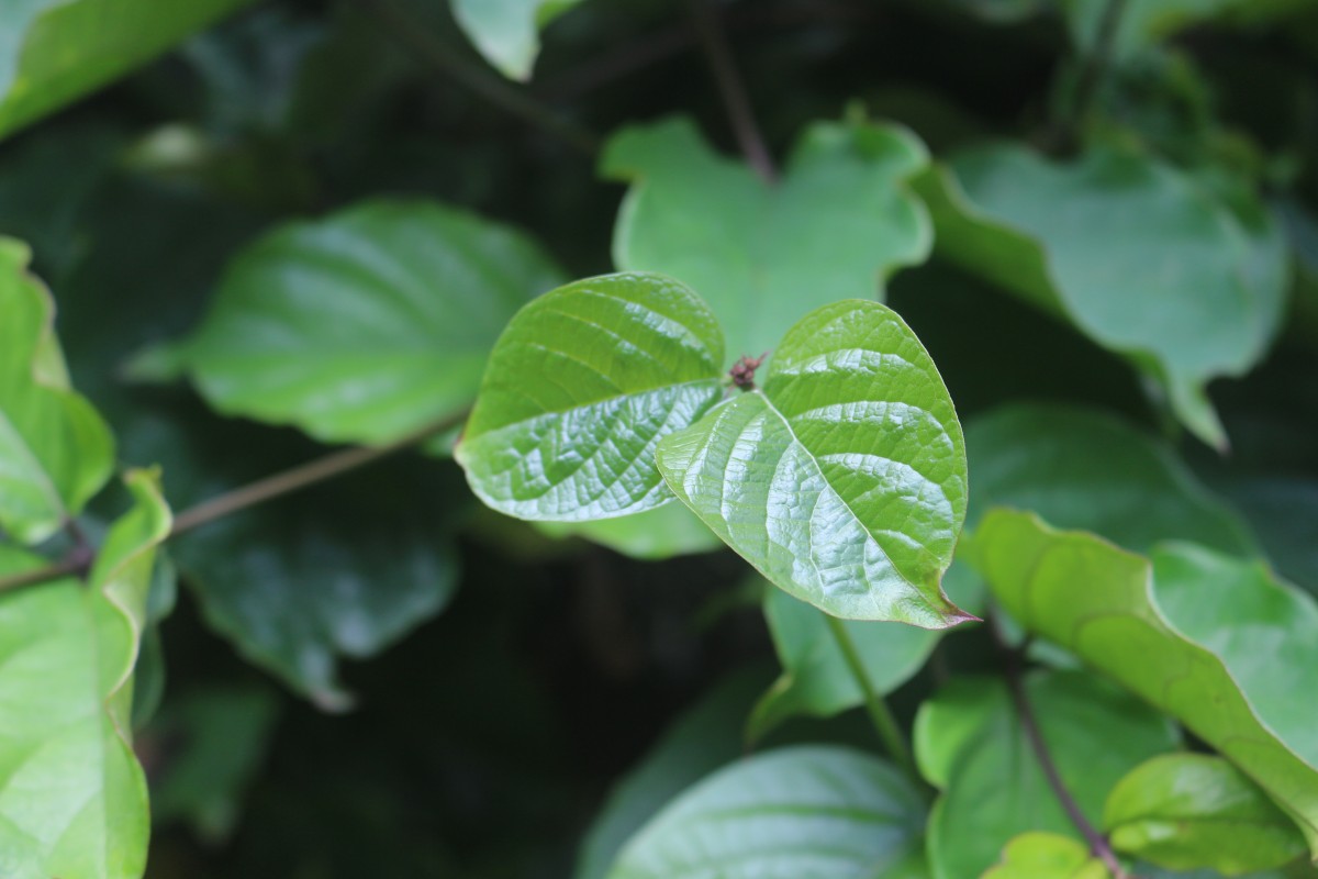 Clerodendrum splendens G.Don